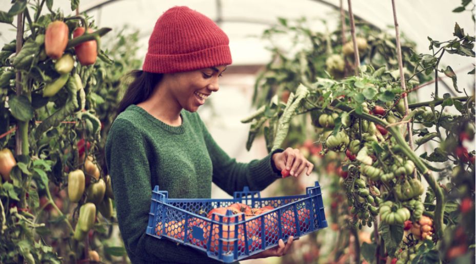 woman picking fruit